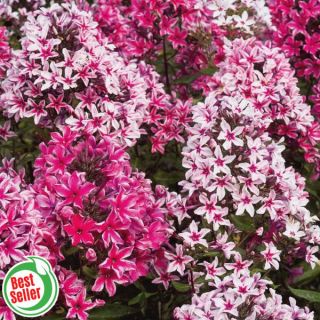 Palmyra Phlox Thumbnail